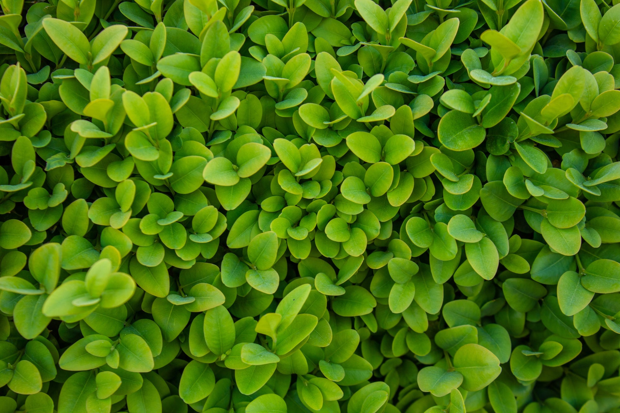 Evergreens | Year-Round Garden Shrubs & Trees