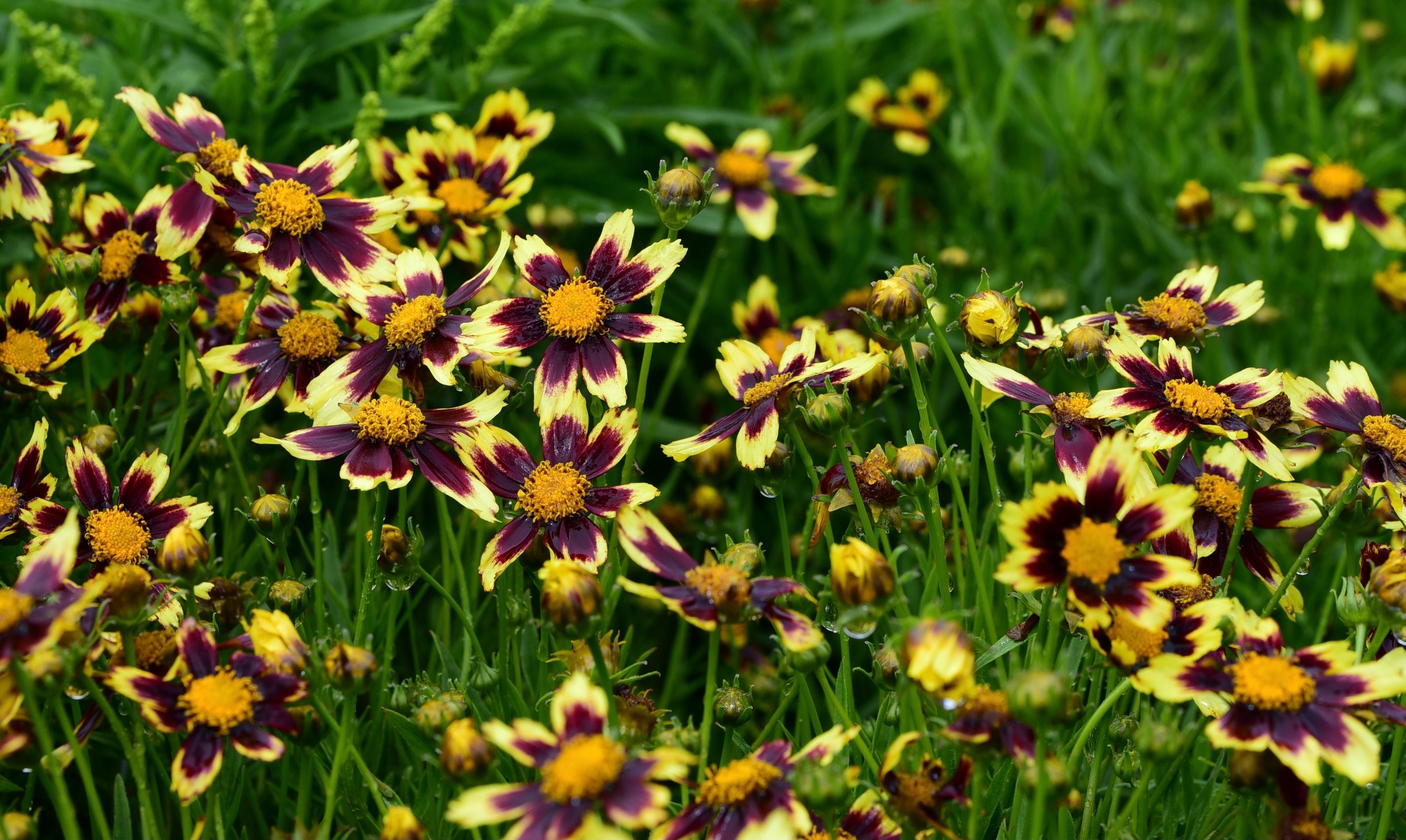 Coreopsis Perennials | Tickseed Flowers | Rhodes Greenhouses