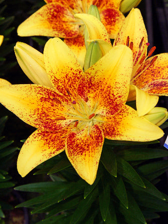 asiatic lily tiny nugget Tiny Nugget Asiatic Lily (LILIUM ASIATIC TINY NUGGET)