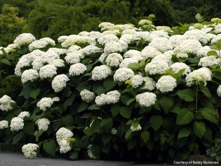 Hydrangea a. 'Annabelle' – Rhodes Greenhouses