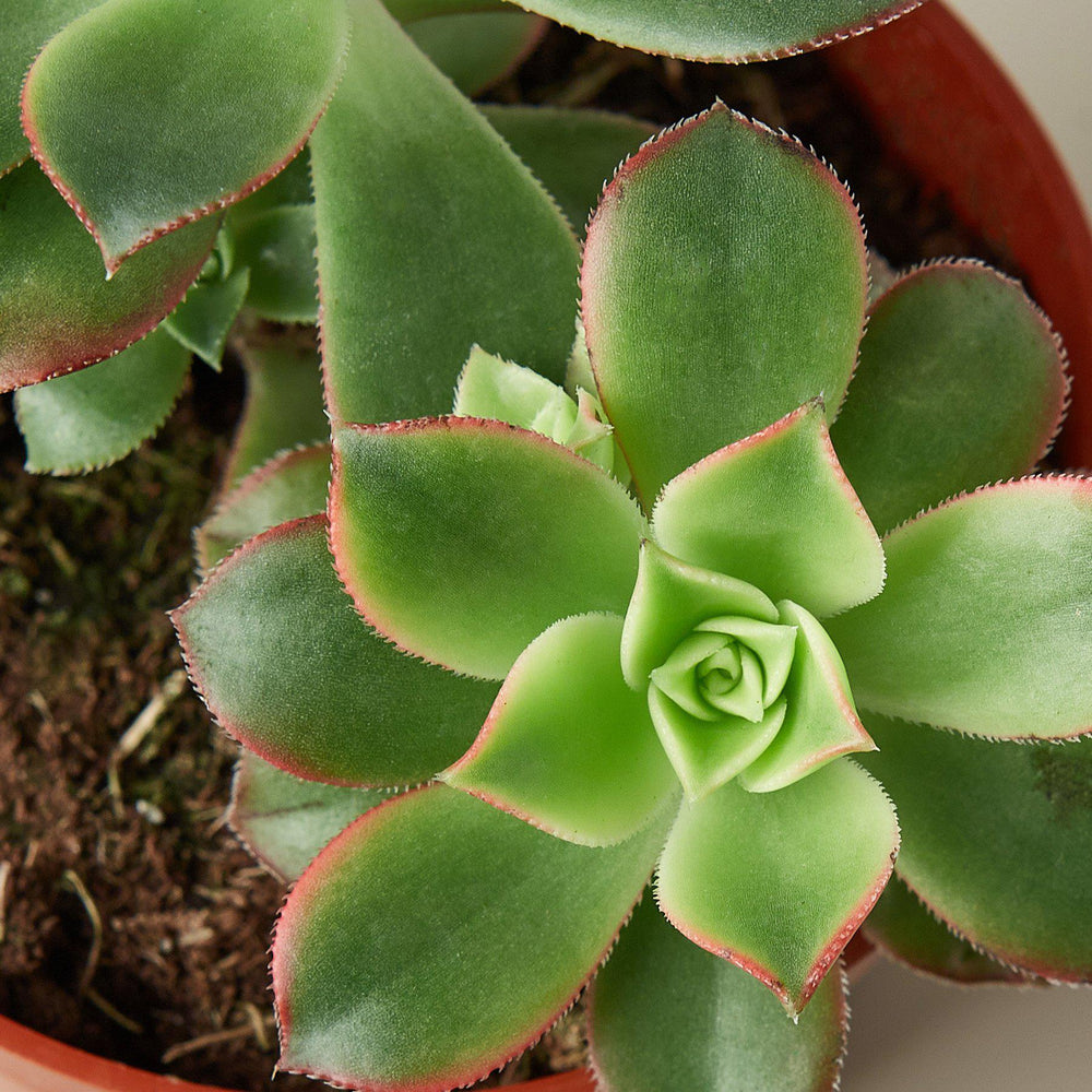 Succulent Singles
