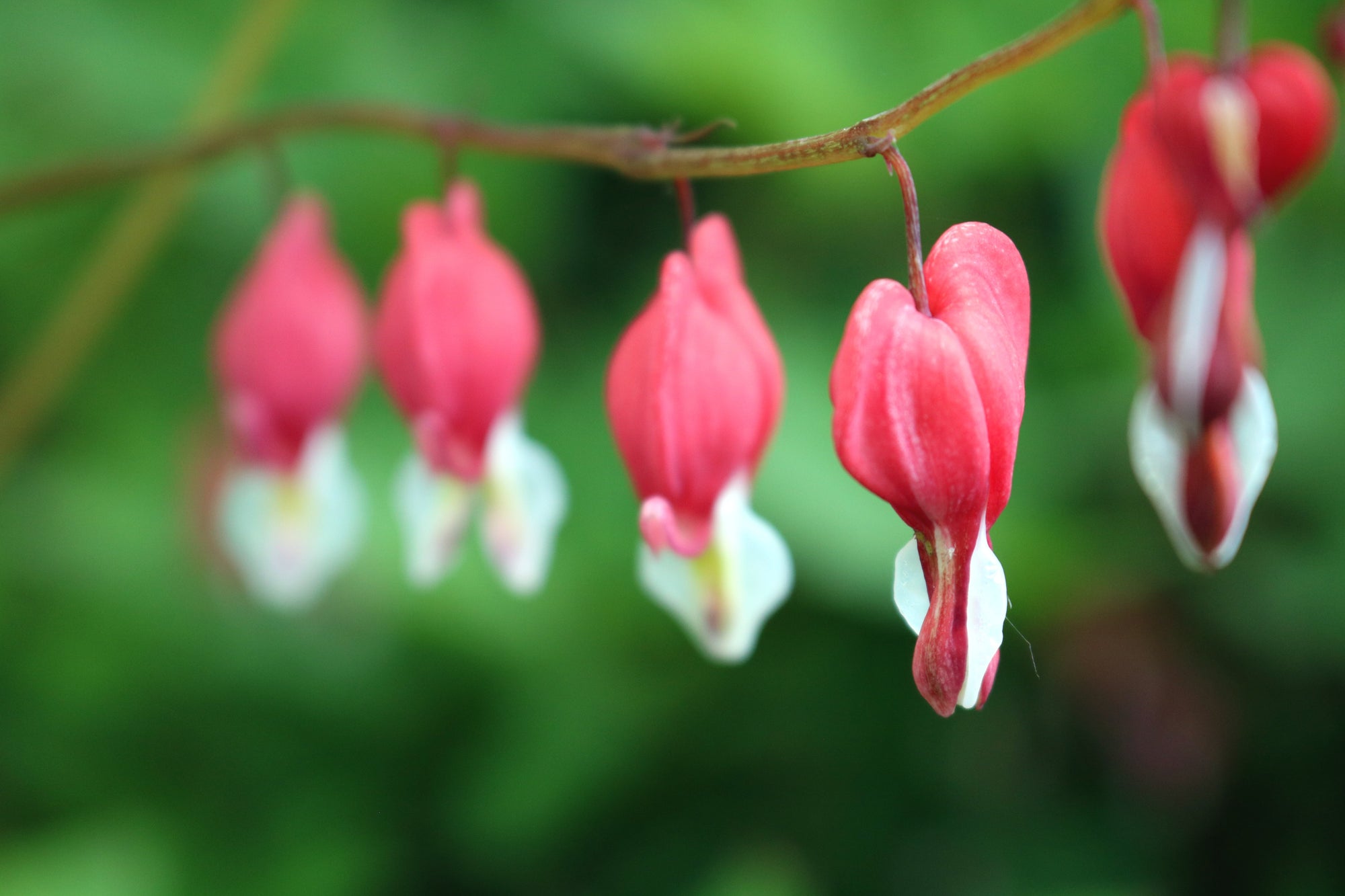Deer-Resistant Plants | Hardy & Beautiful Garden Plants
