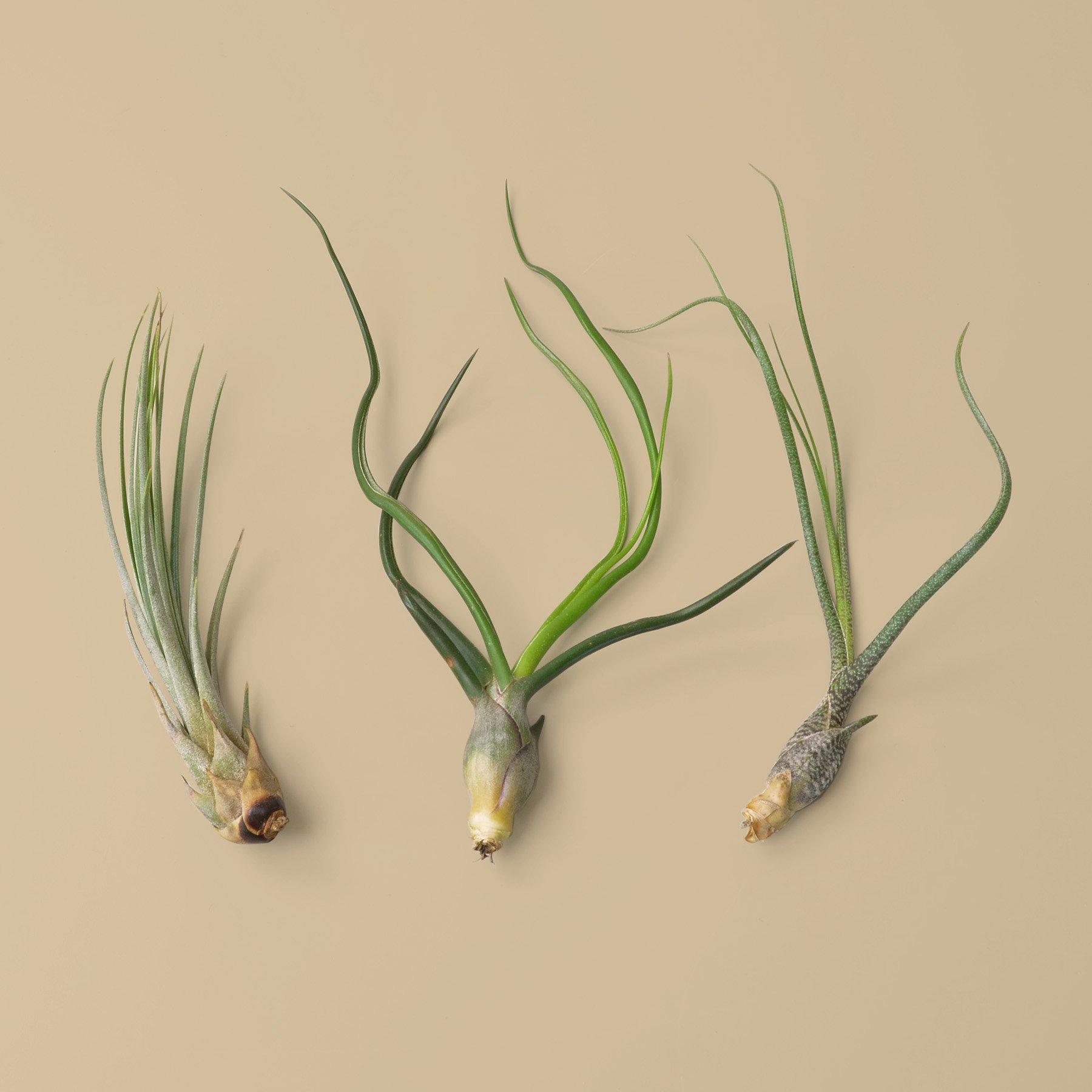 Air Plants