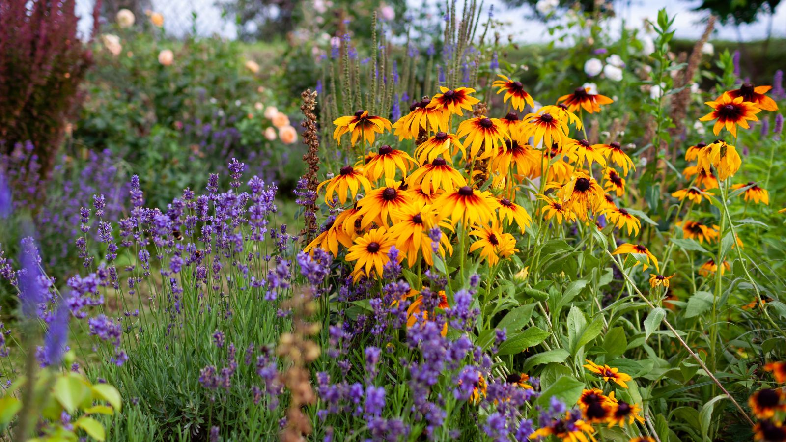 Perennials | Herbaceous Flowering Garden Plants