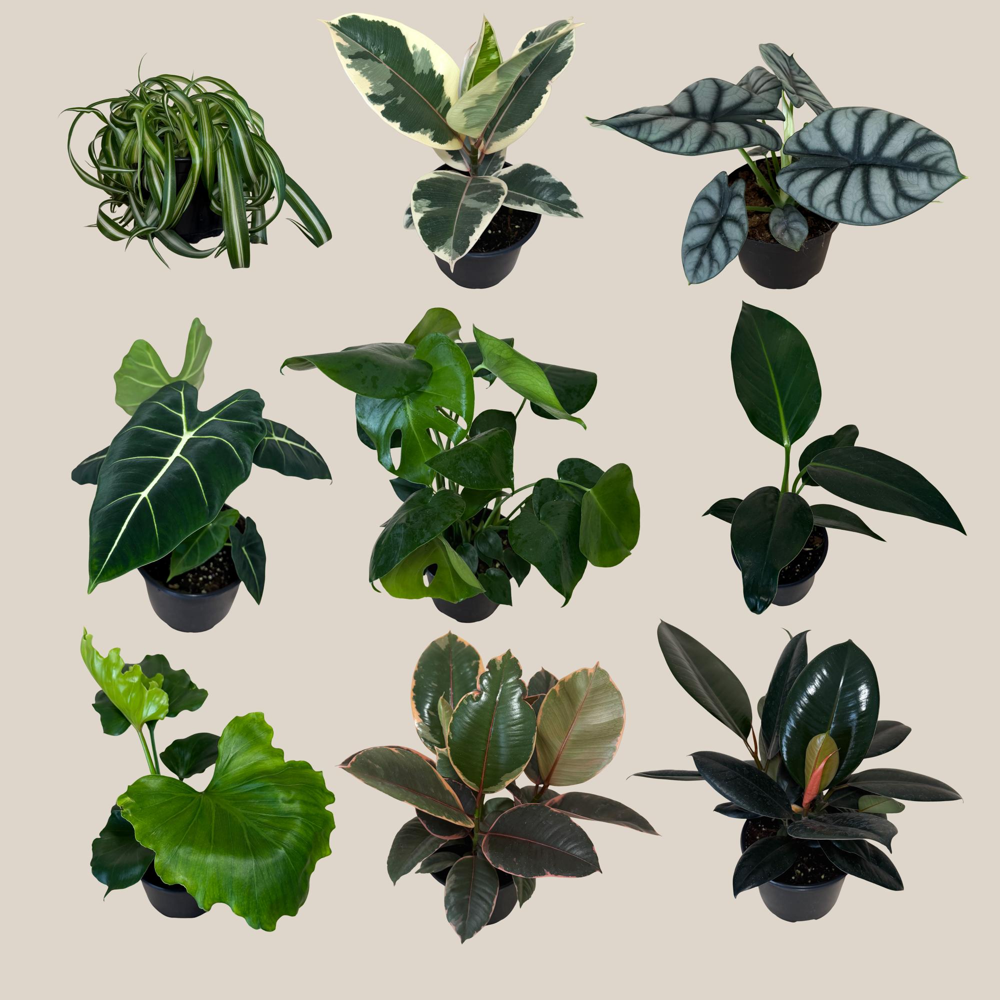 Houseplants | Mystery Houseplant Packs