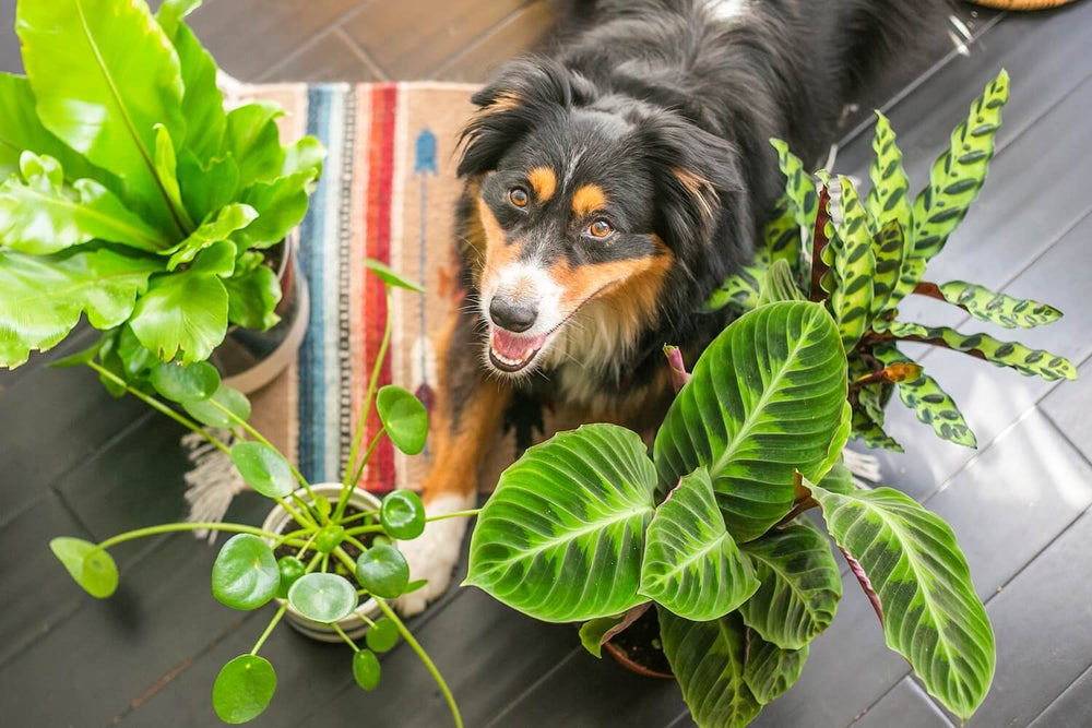 Houseplants | Pet-Friendly