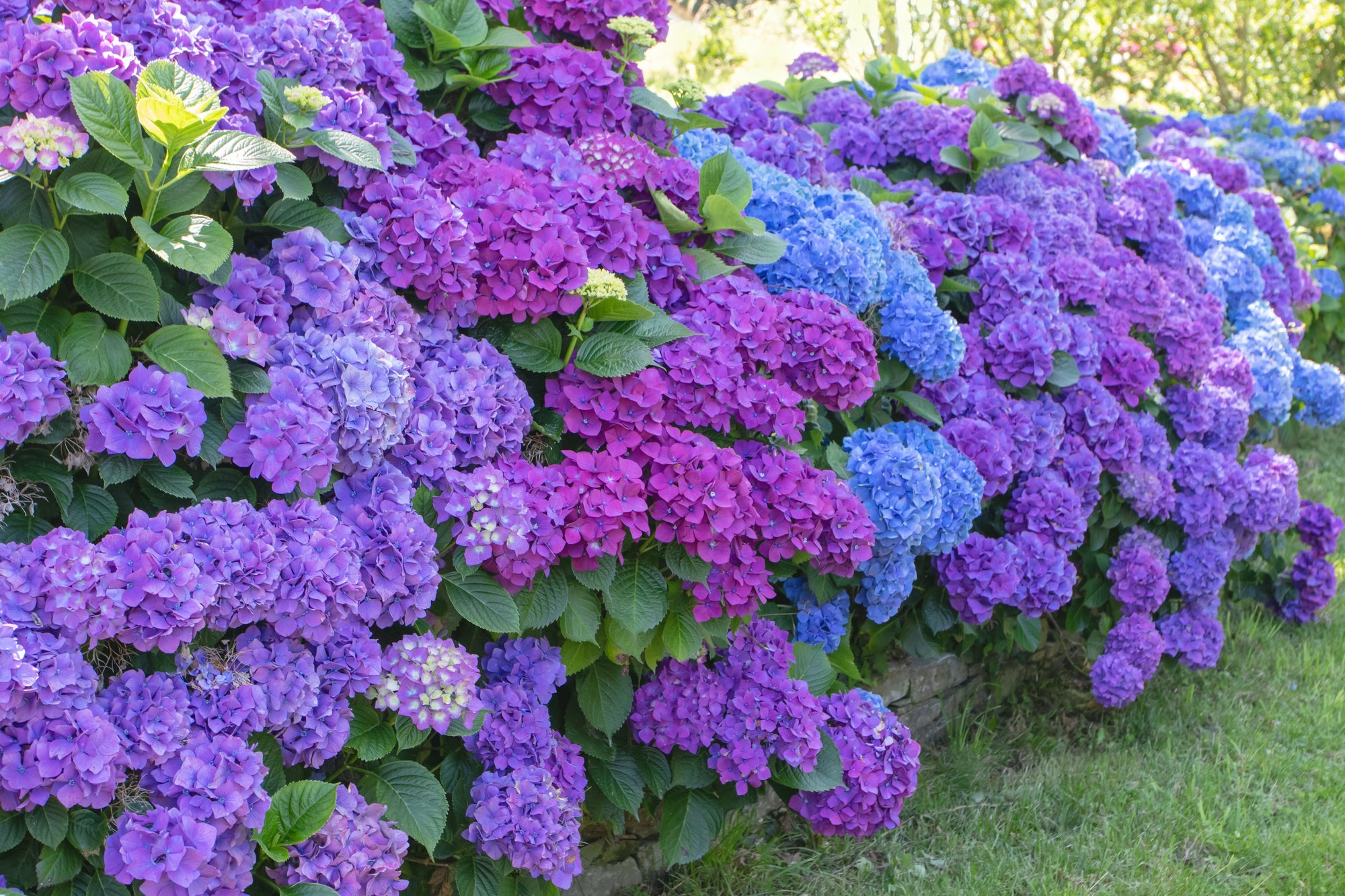 Hydrangeas | Colorful and Hardy Garden Plants