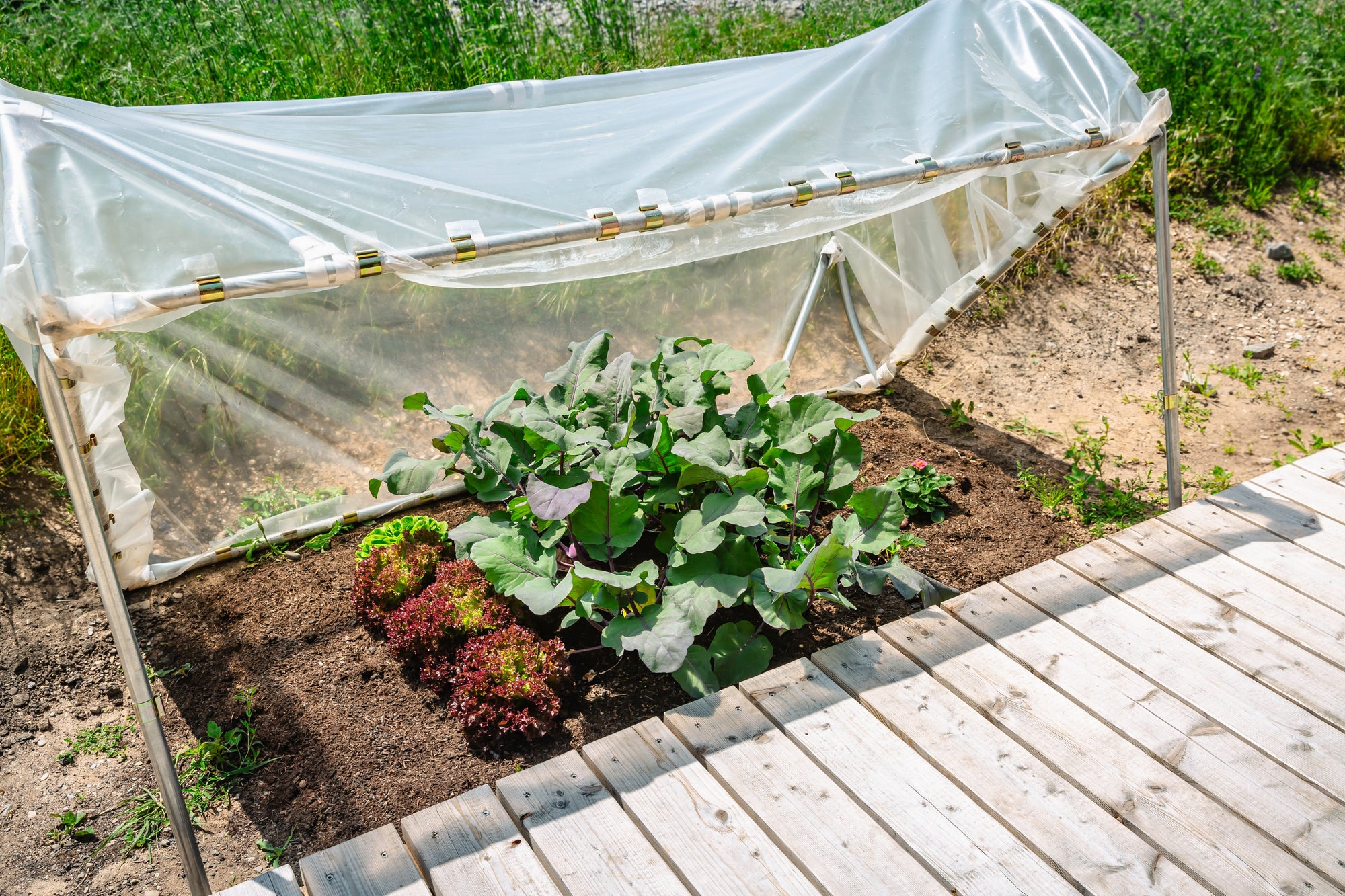 Greenhouses & Plant Protection | Extend Your Growing Season