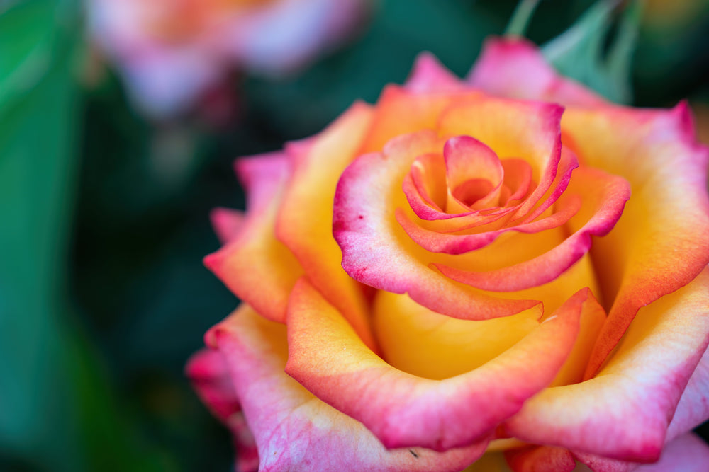 Roses | Garden, Shrub & Climbing Varieties
