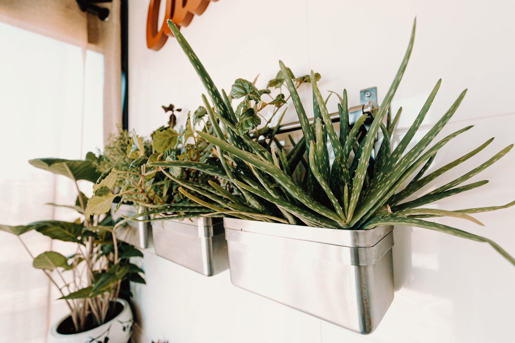 House Plants