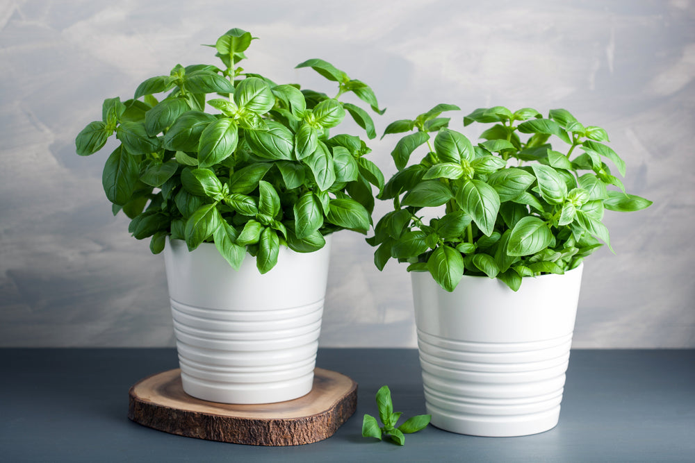 Bamboo Self-Watering Pots | Sustainable & Low-Maintenance Planters