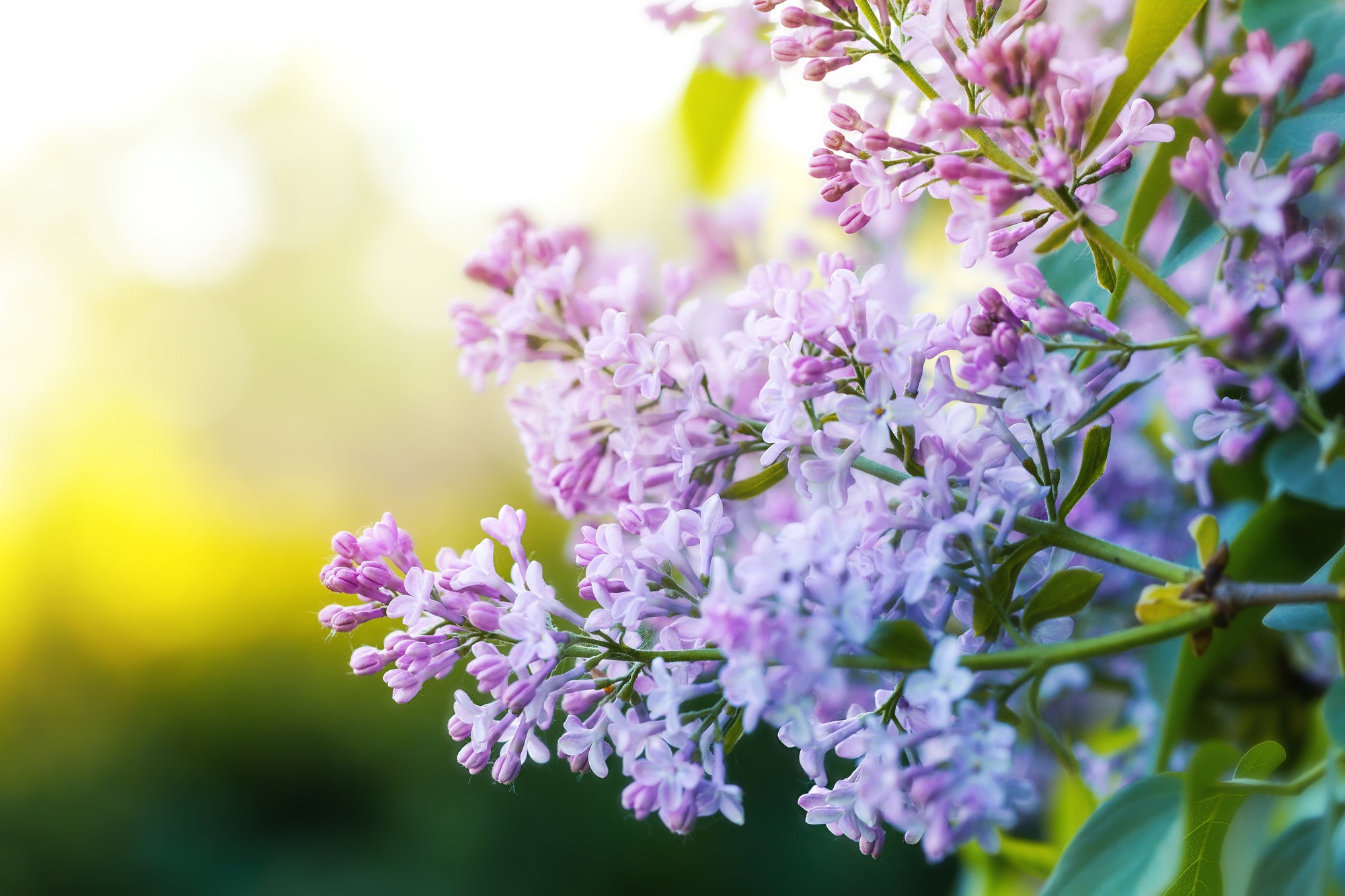 Lilac Bushes | Fragrant & Hardy Flowering Shrubs