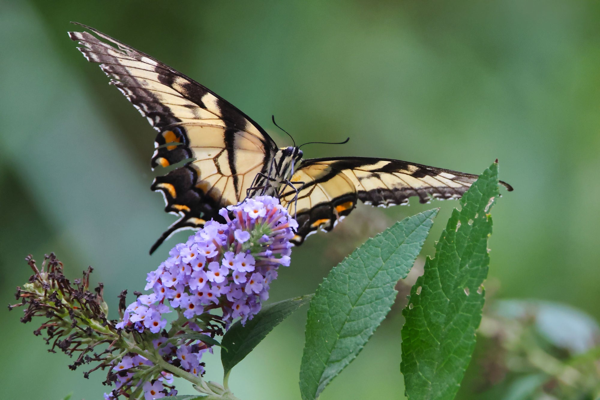 Butterfly Bushes | Buddleia Shrubs for Pollinator Gardens