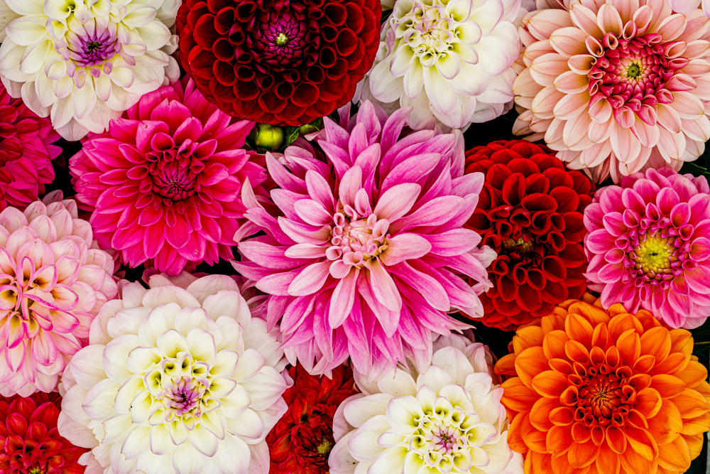 Cut Flower Garden | Grow Your Own Bouquets
