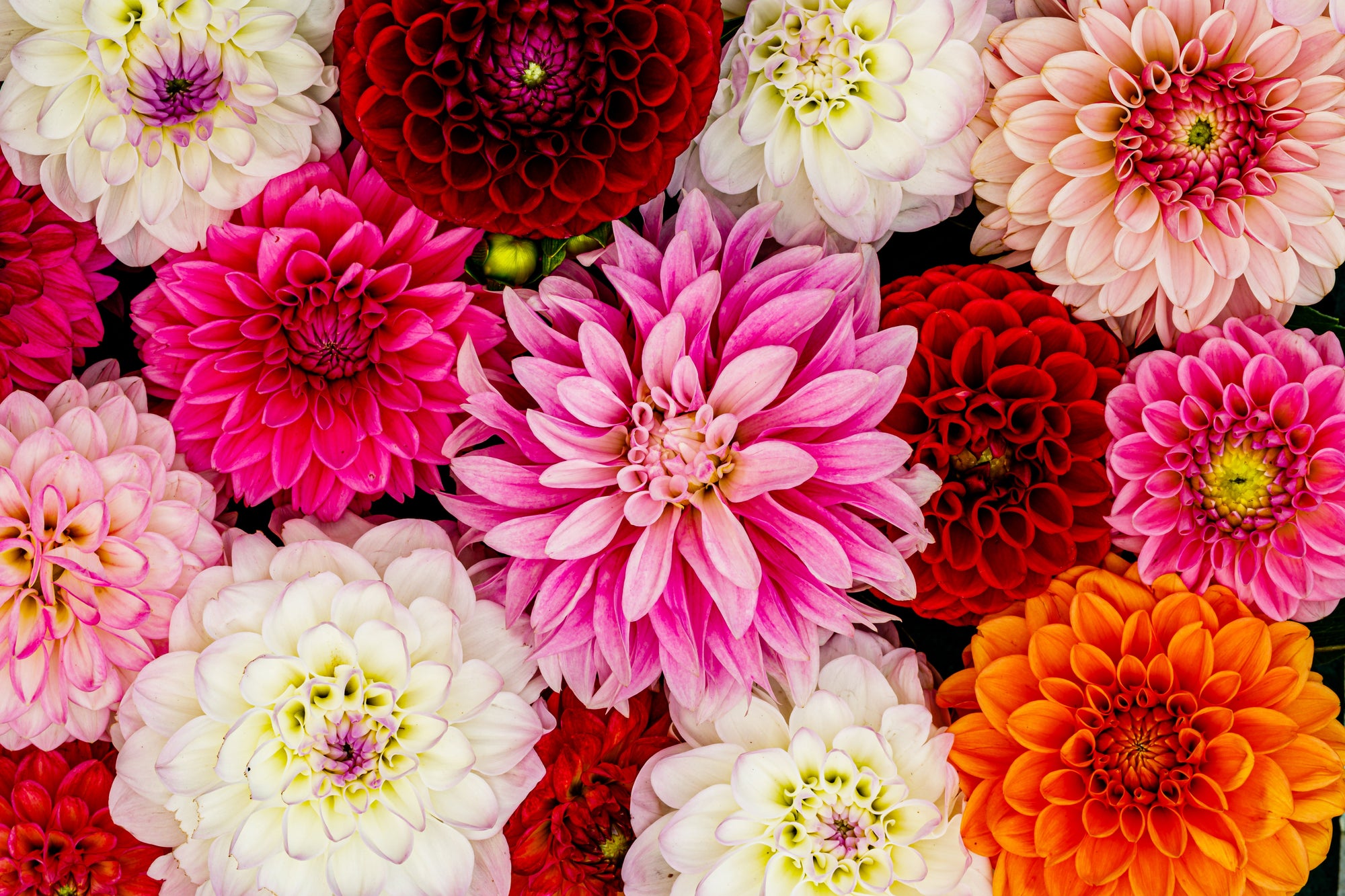 Cut Flower Garden | Grow Your Own Bouquets