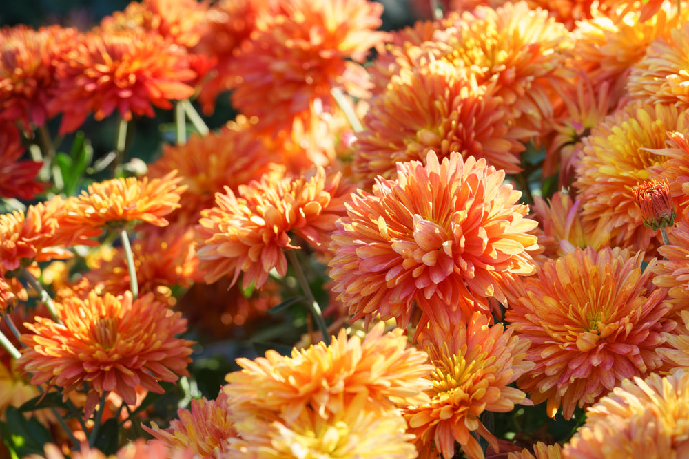 Fall-Blooming Perennials | Hardy Late-Season Flowers