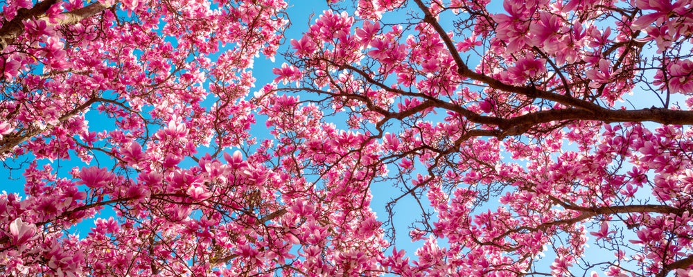 Trees | Ornamental, Shade & Garden Trees