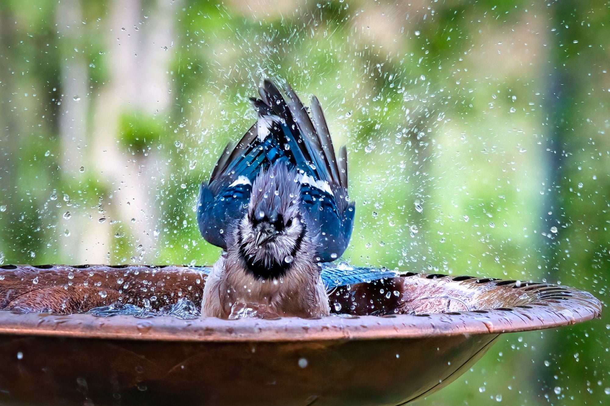 Bird Feeders & Bird Baths | Attract Birds & Enjoy Your Garden