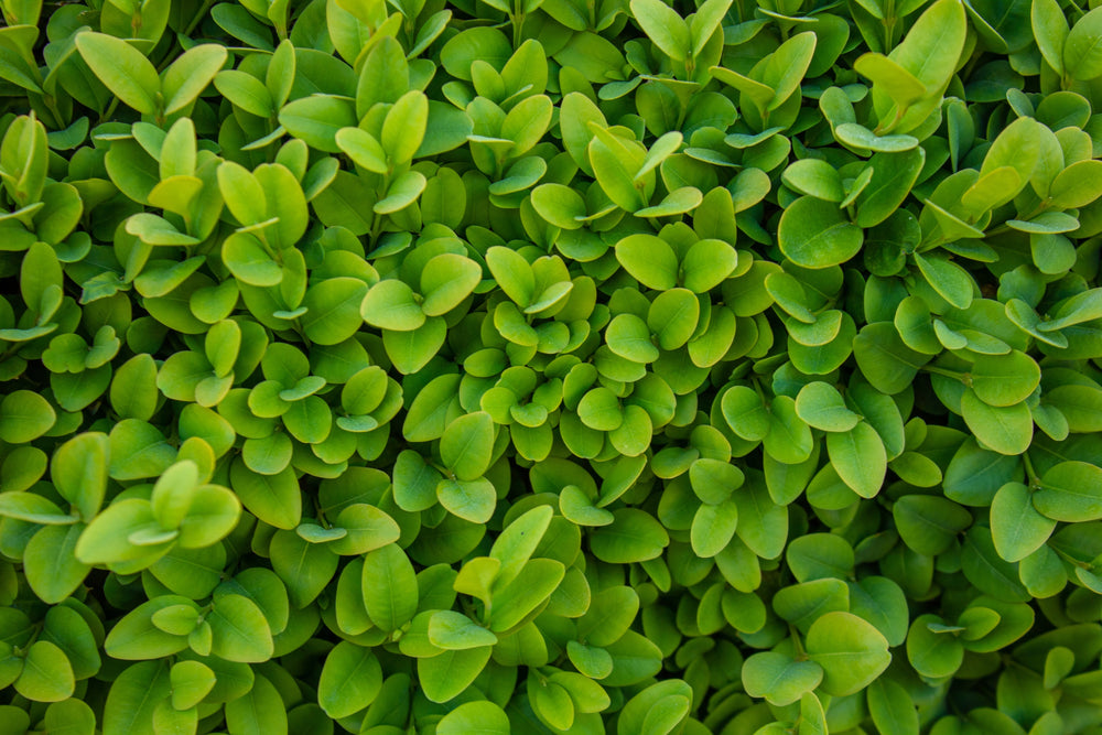 Evergreens | Year-Round Garden Shrubs & Trees