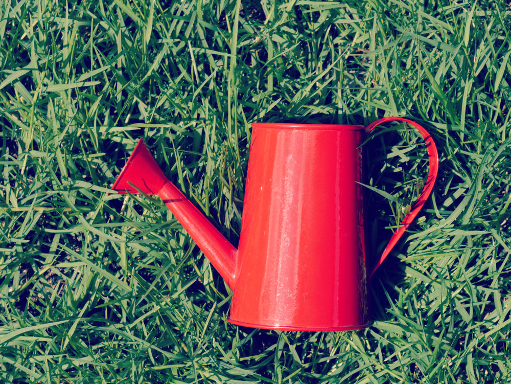 Watering Cans & Accessories | Stylish & Practical Garden Tools