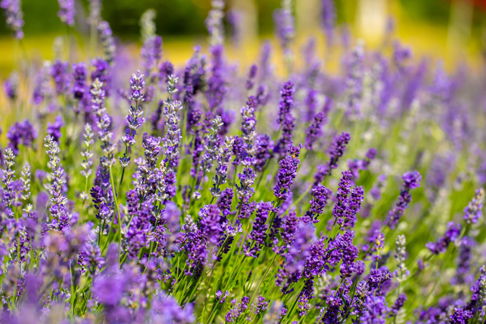 Lavender | Fragrant and Hardy Garden Plants