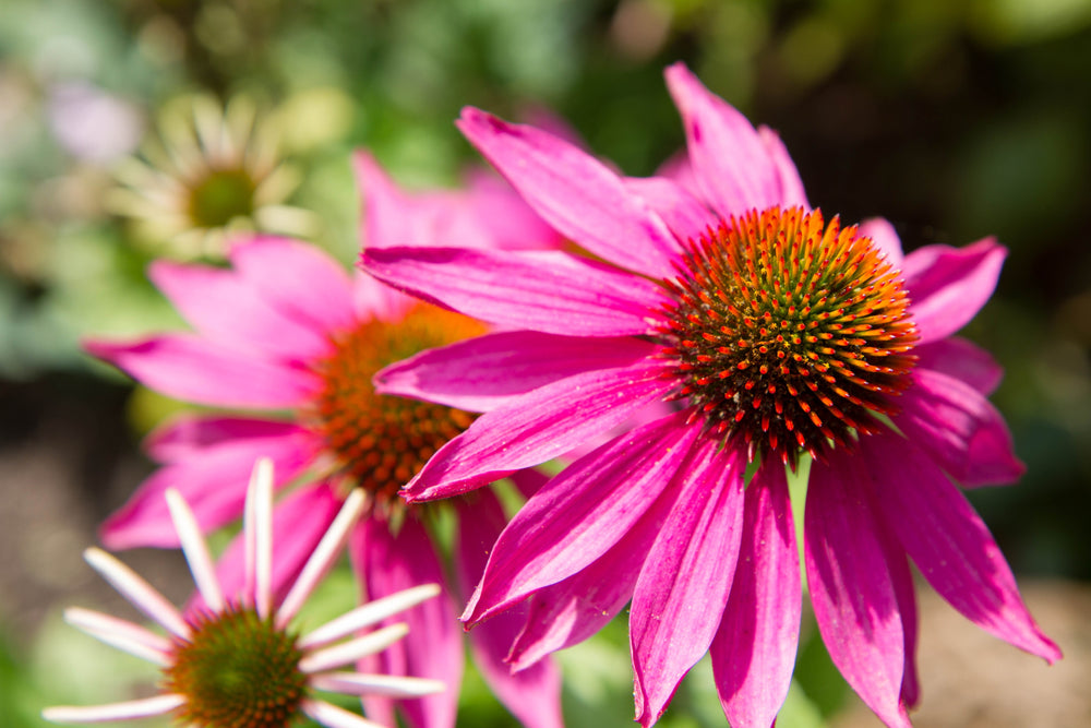 Native Plants | Pollinator-Friendly & Low-Maintenance Garden Plants