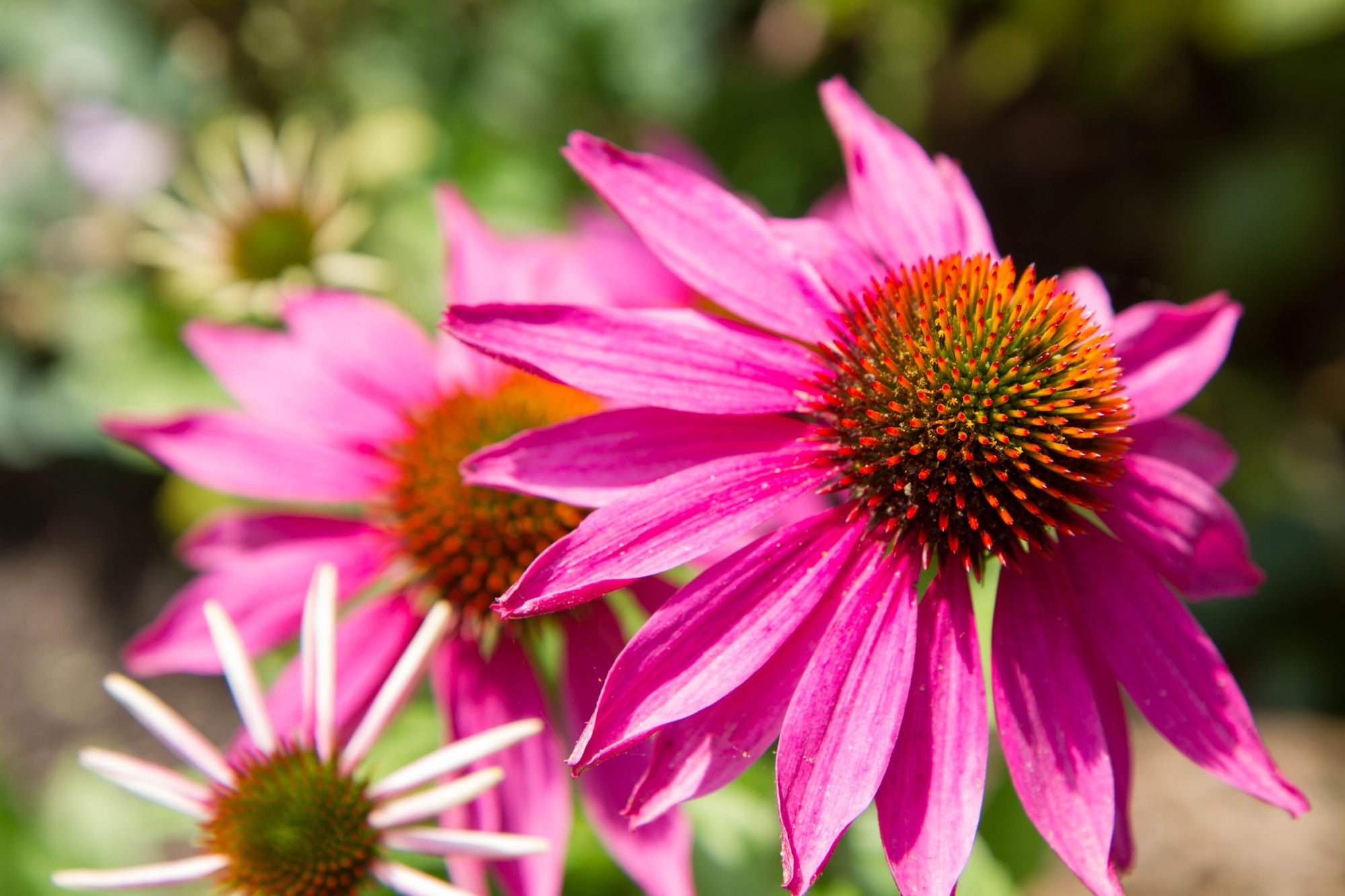 Native Plants | Pollinator-Friendly & Low-Maintenance Garden Plants