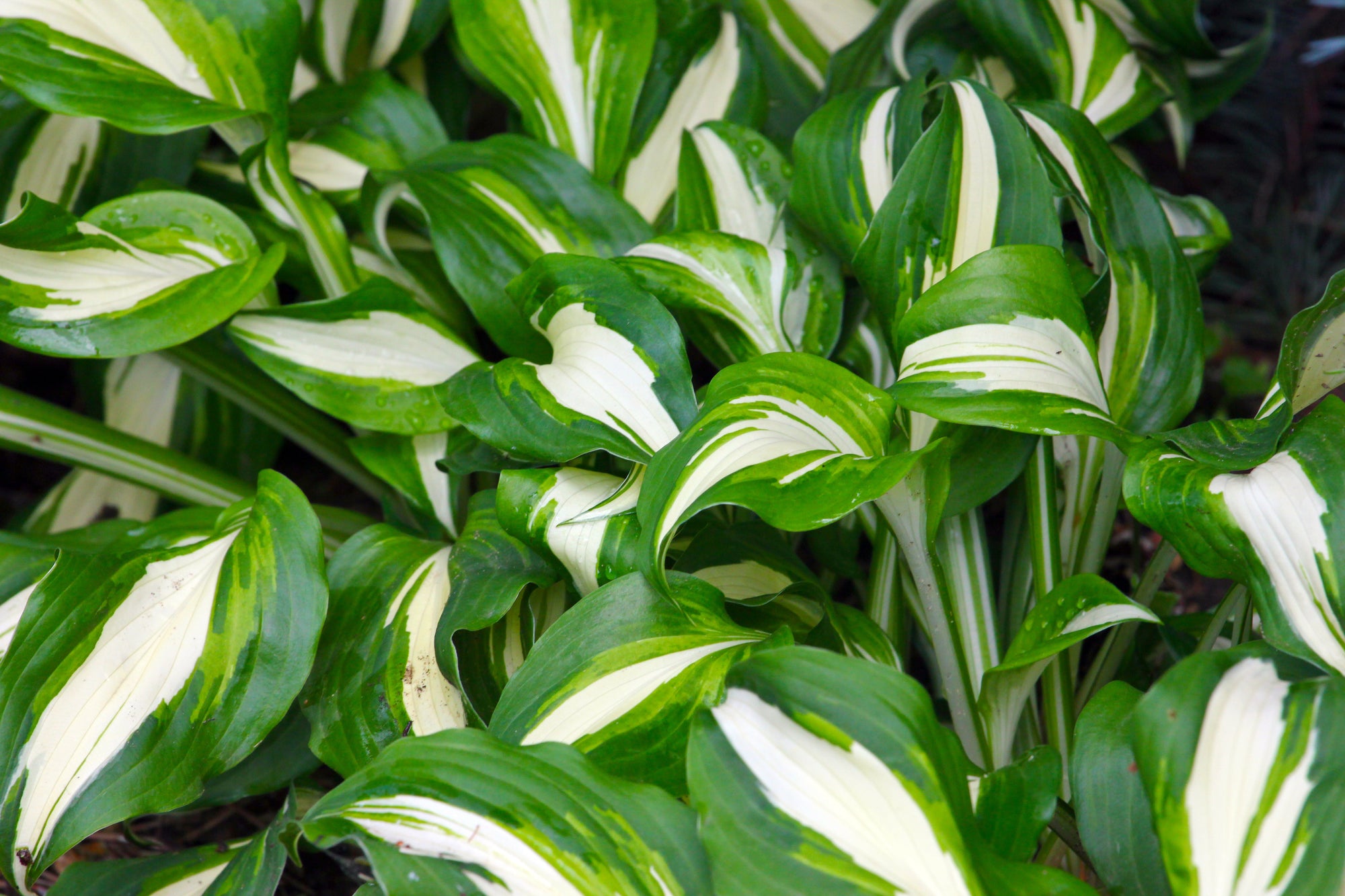Shade Perennials | Hardy Plants for Partial & Full Shade