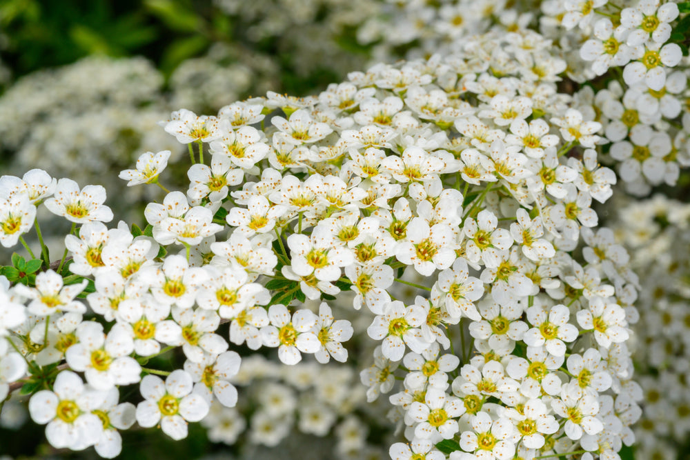 Drought-Tolerant Plants | Low-Water & Hardy Garden Plants