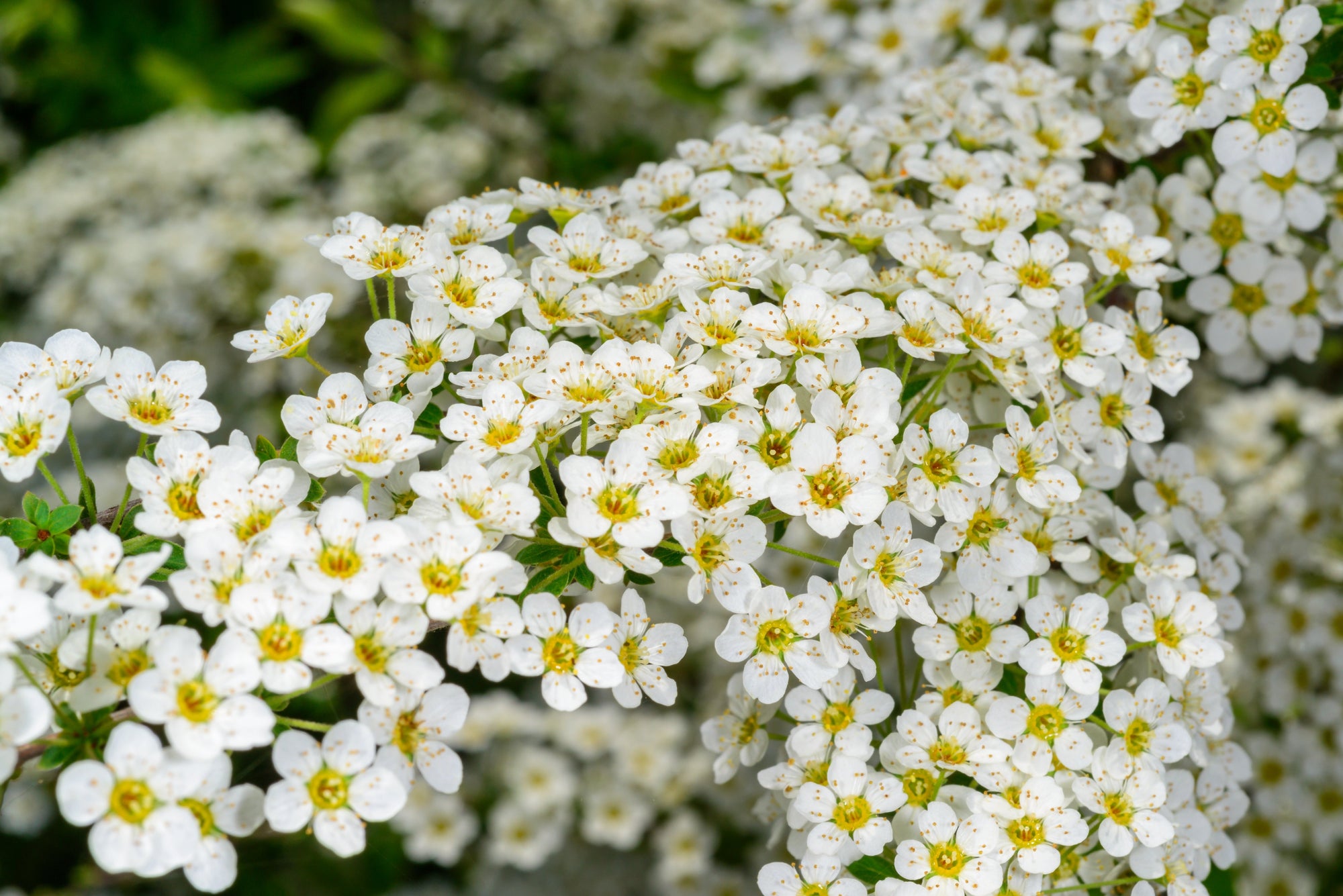 Drought-Tolerant Plants | Low-Water & Hardy Garden Plants