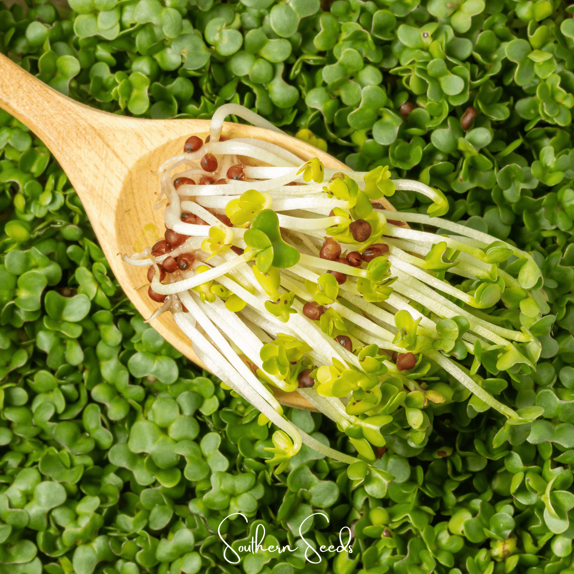 Seed Therapy | Microgreens & Sprouts