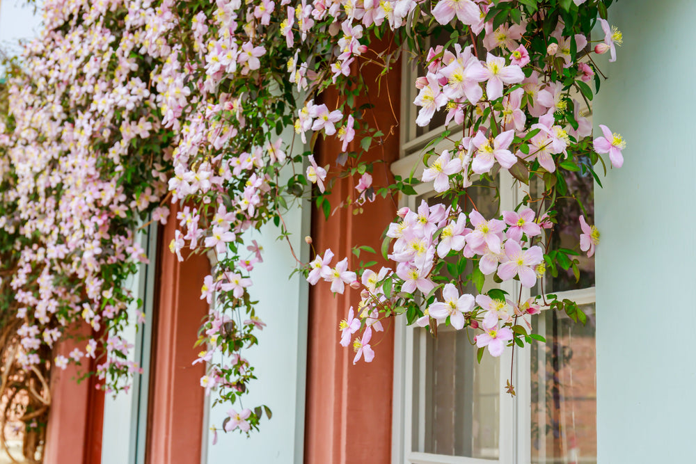 Outdoor Vines | Climbing & Flowering Garden Plants