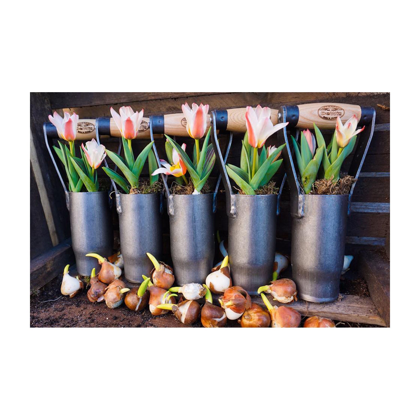 Garden Bulb Planters