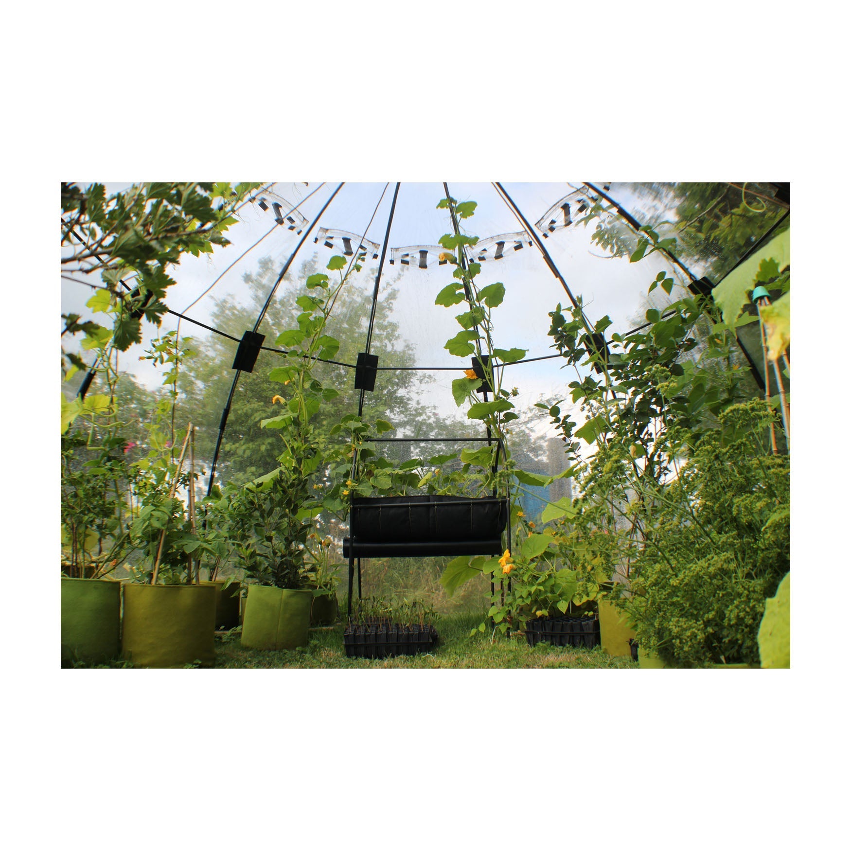 Plant Supports, Protection & Garden Structures