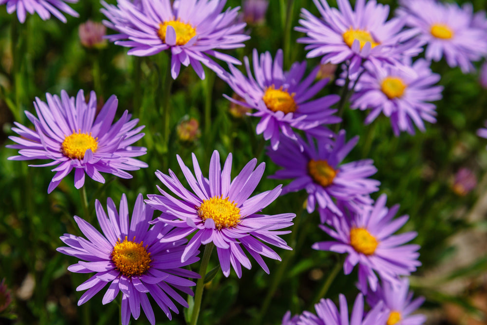 Aster