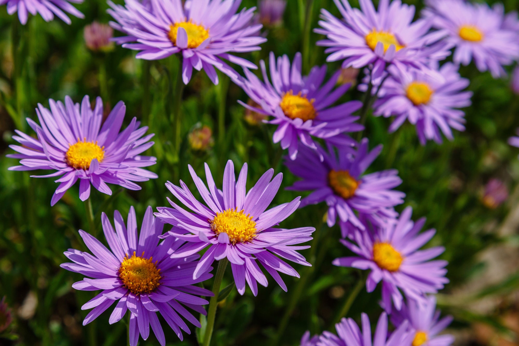 Aster
