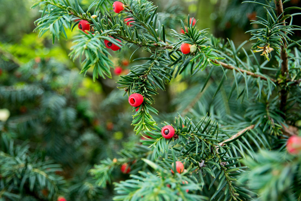 Taxus (Yew)