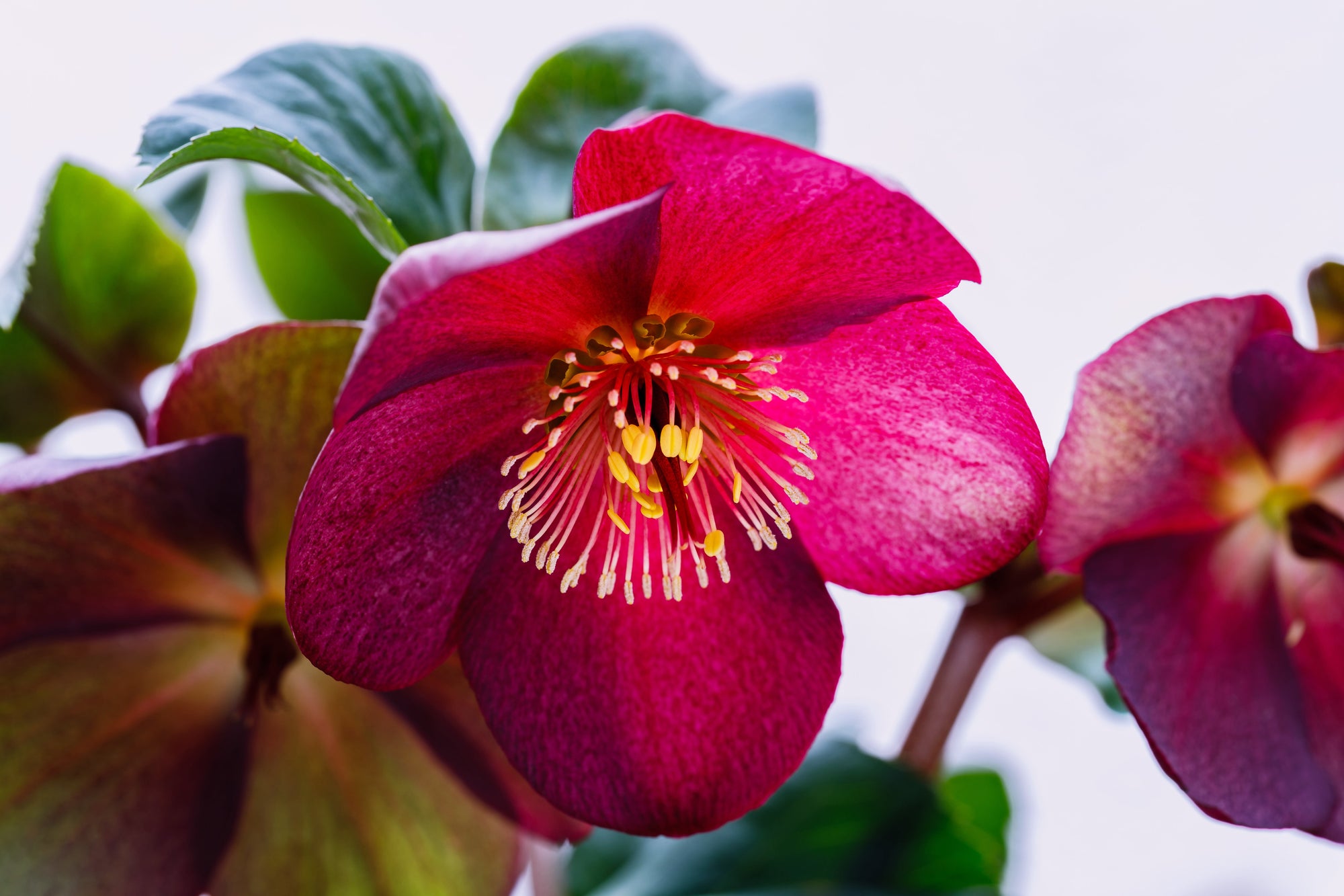 Winter Perennials