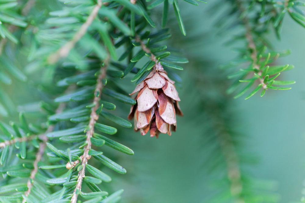 Tsuga (Hemlock)