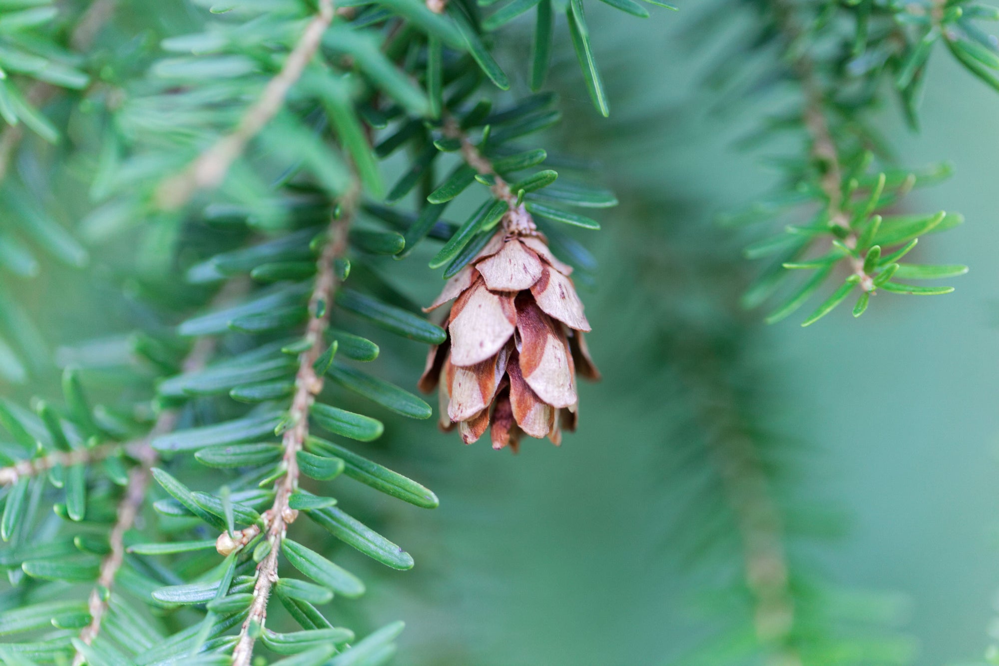 Tsuga (Hemlock)