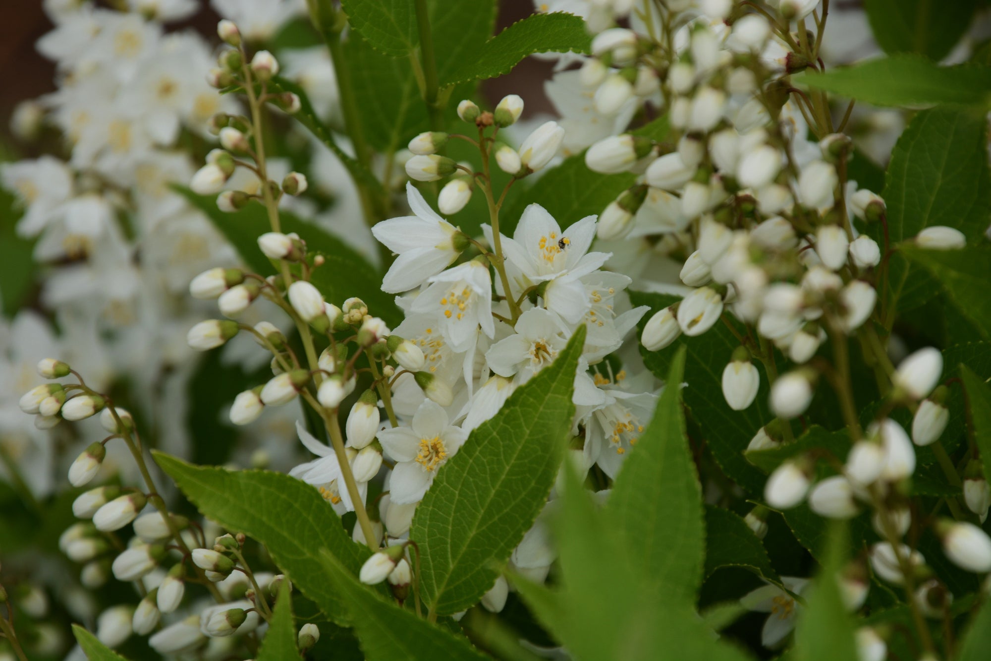 Deutzia