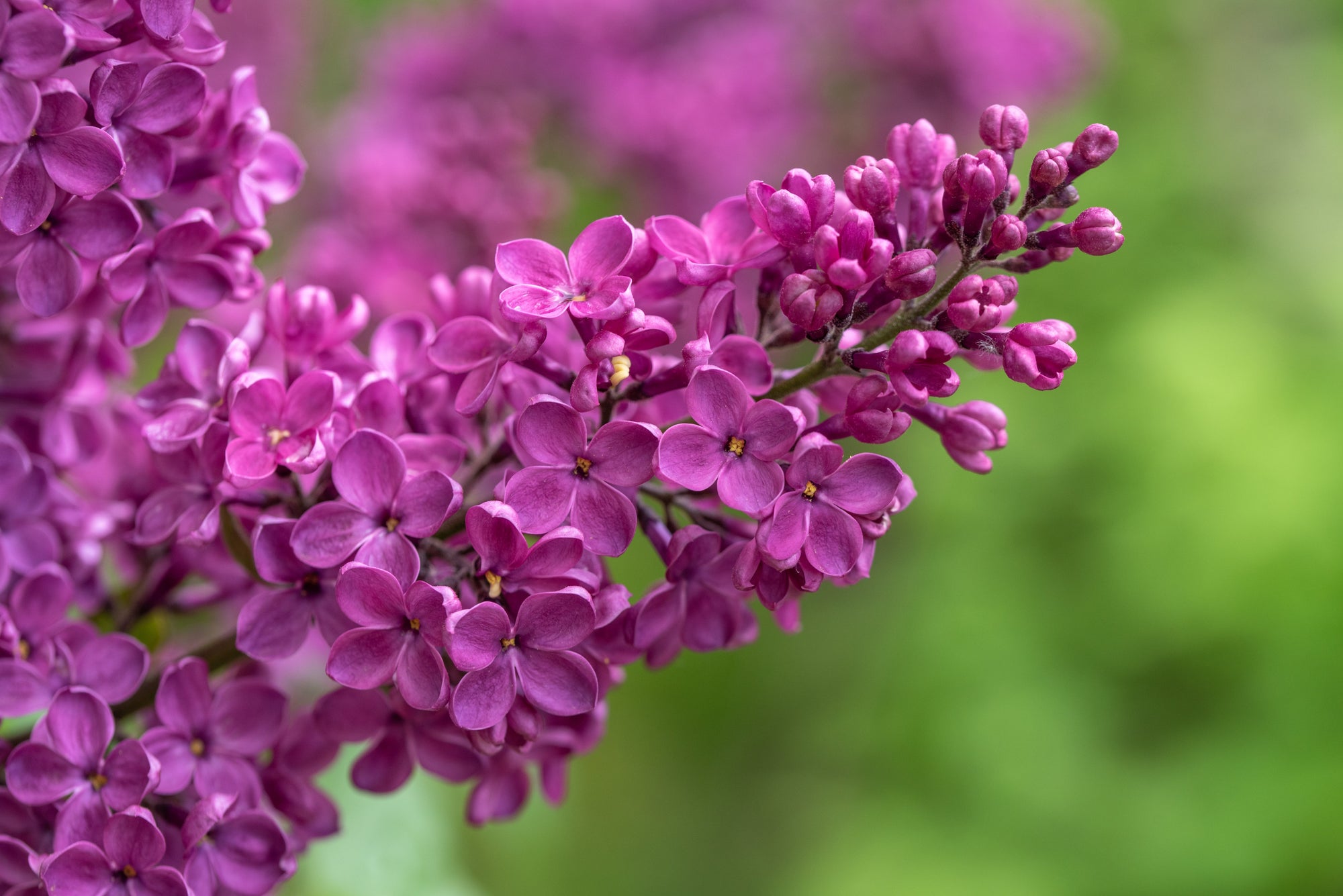 Spring Awakening