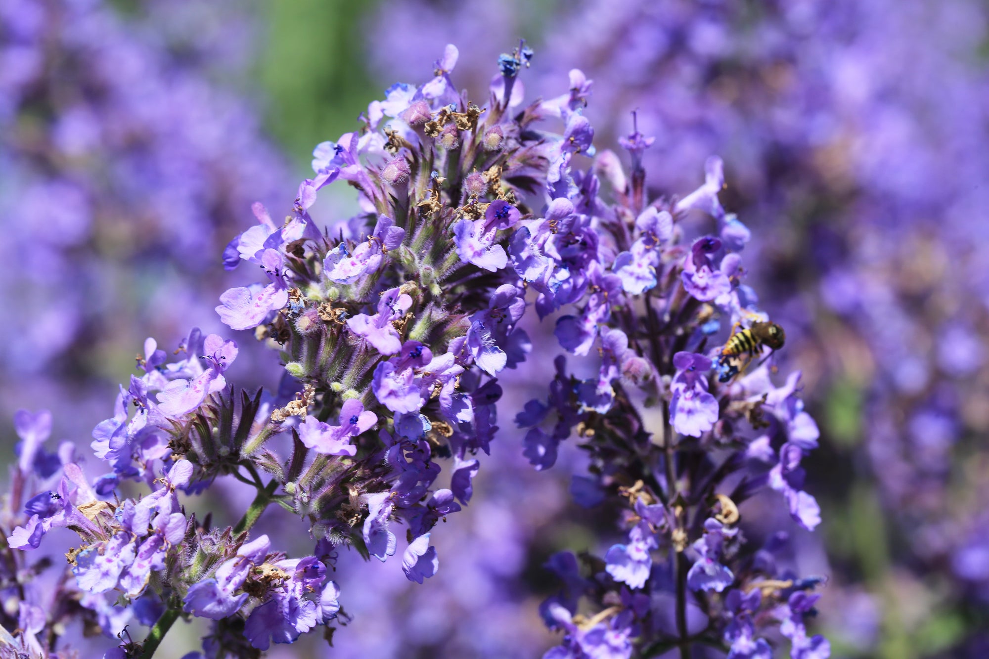 Drought Tolerant Perennials