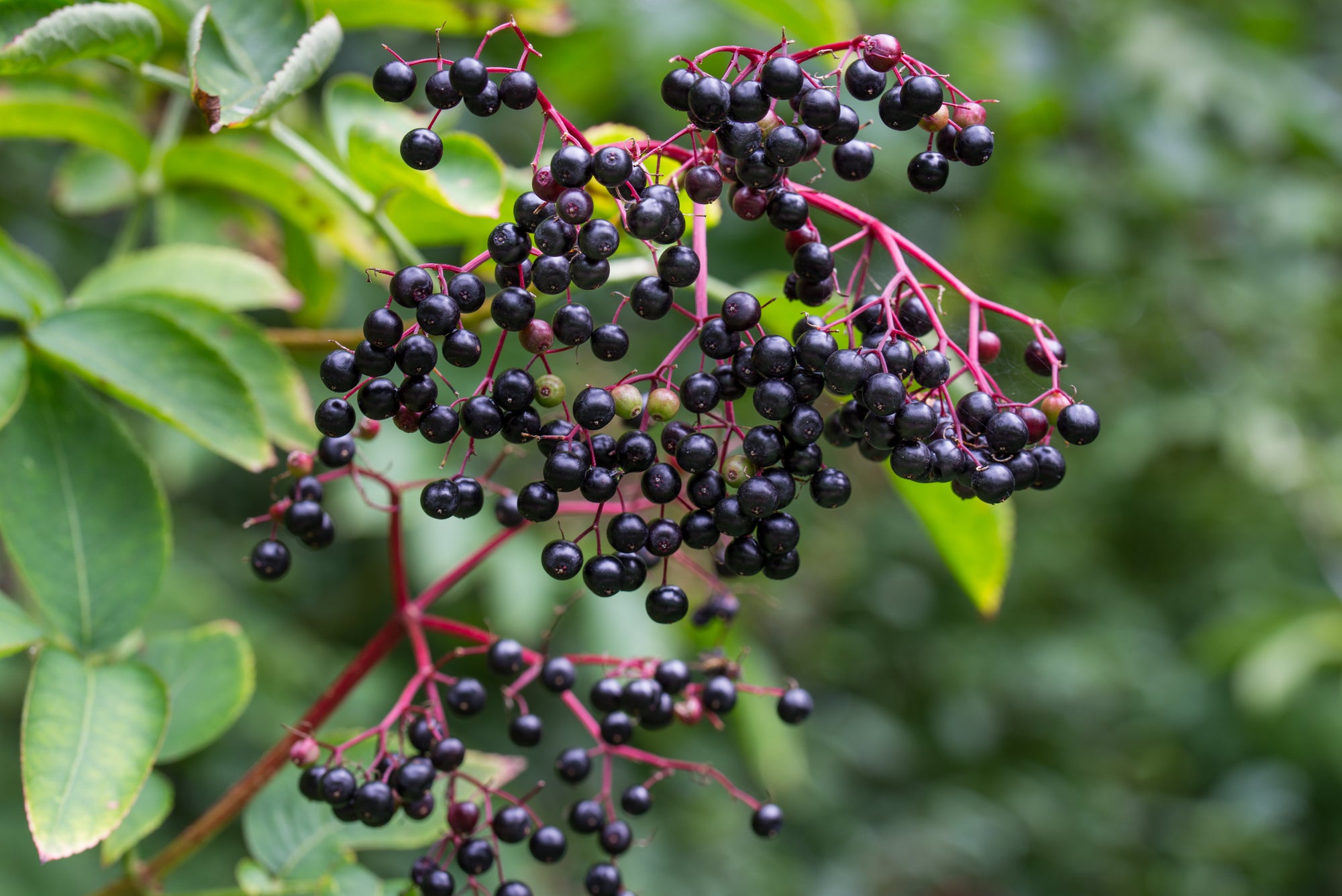 Sambucus (Elderberry)