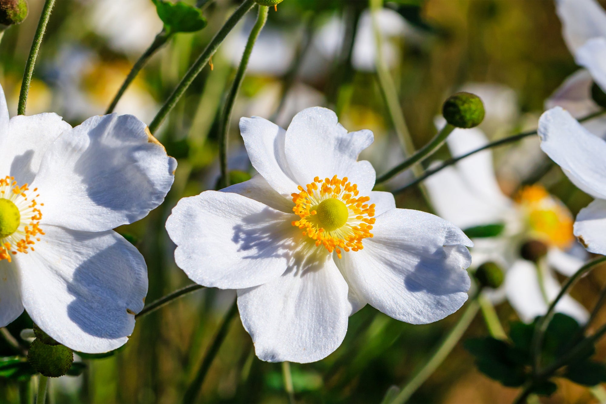 Anemone