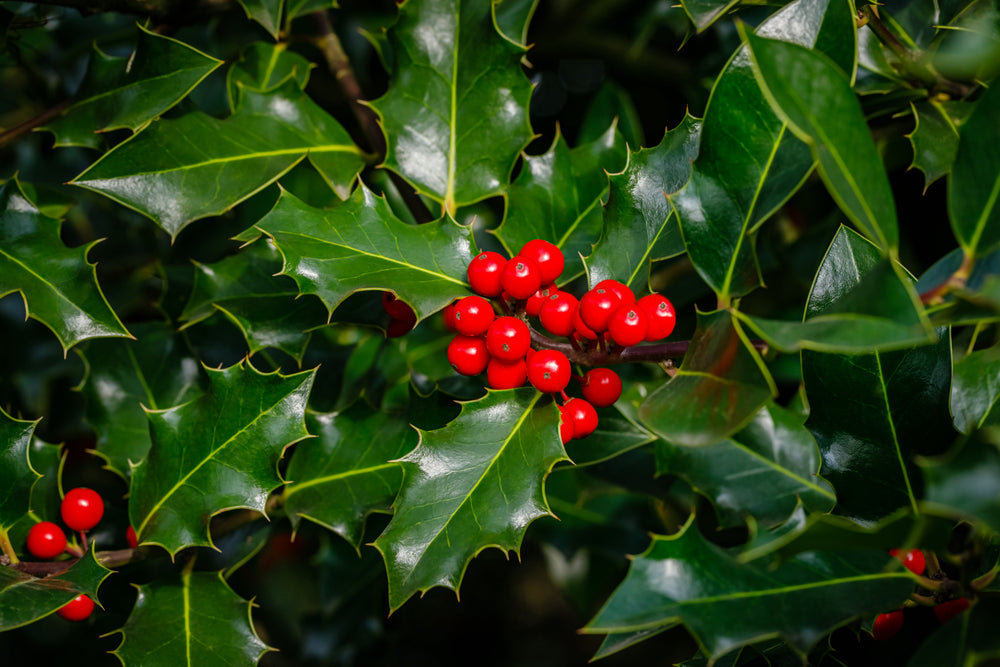 Ilex (Holly)