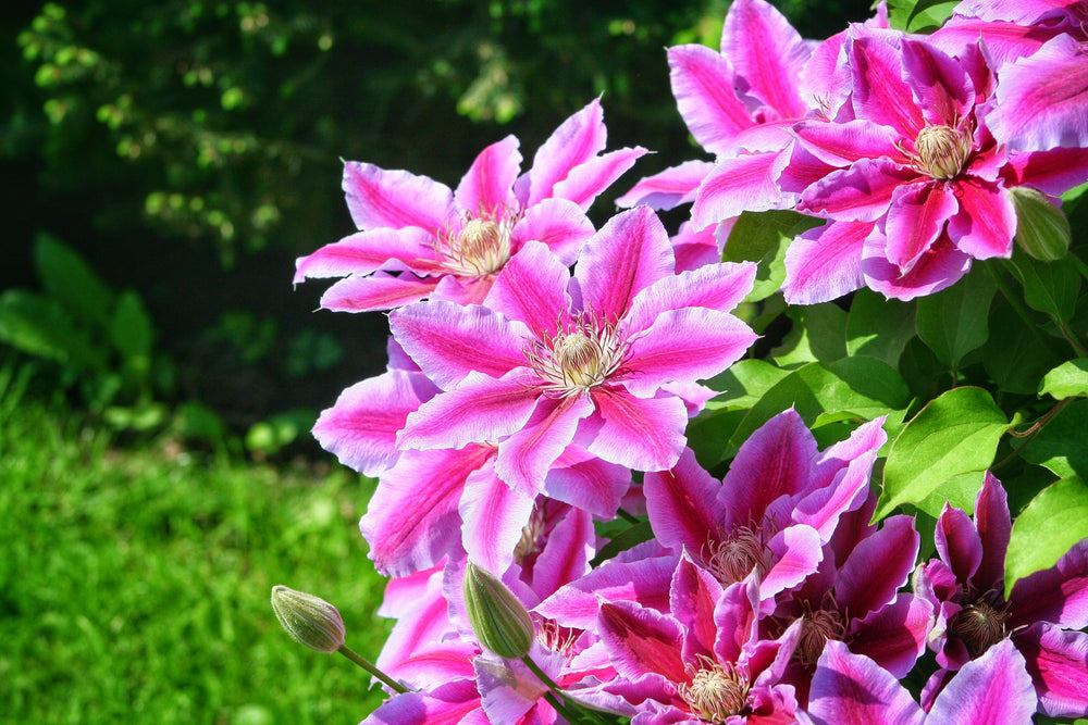 Vining Perennials
