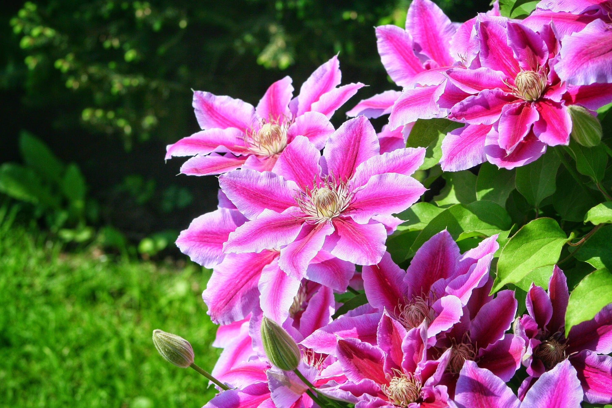 Vining Perennials