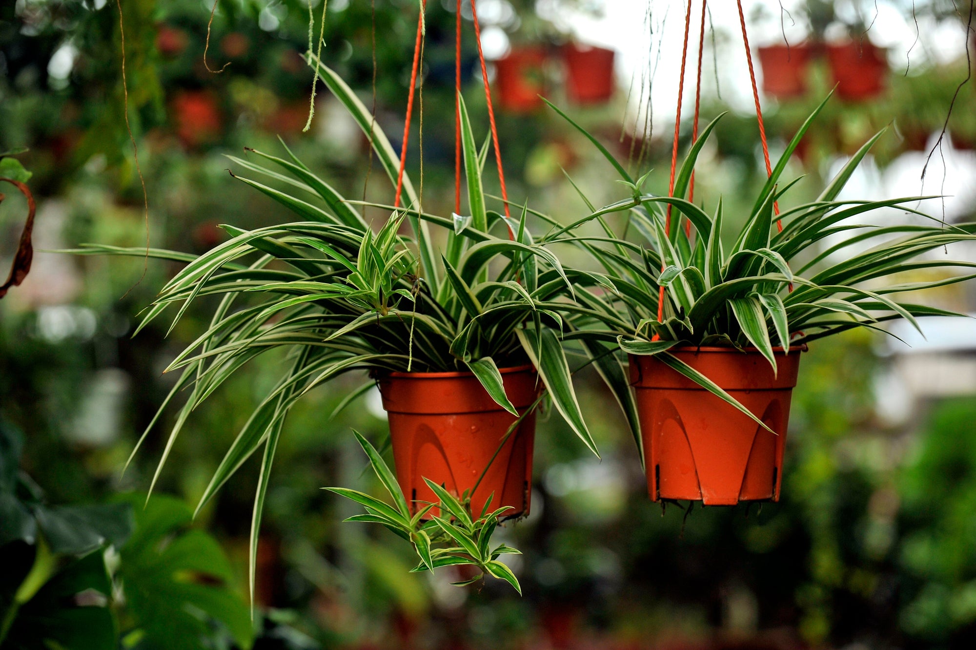 Houseplants | Hanging Baskets