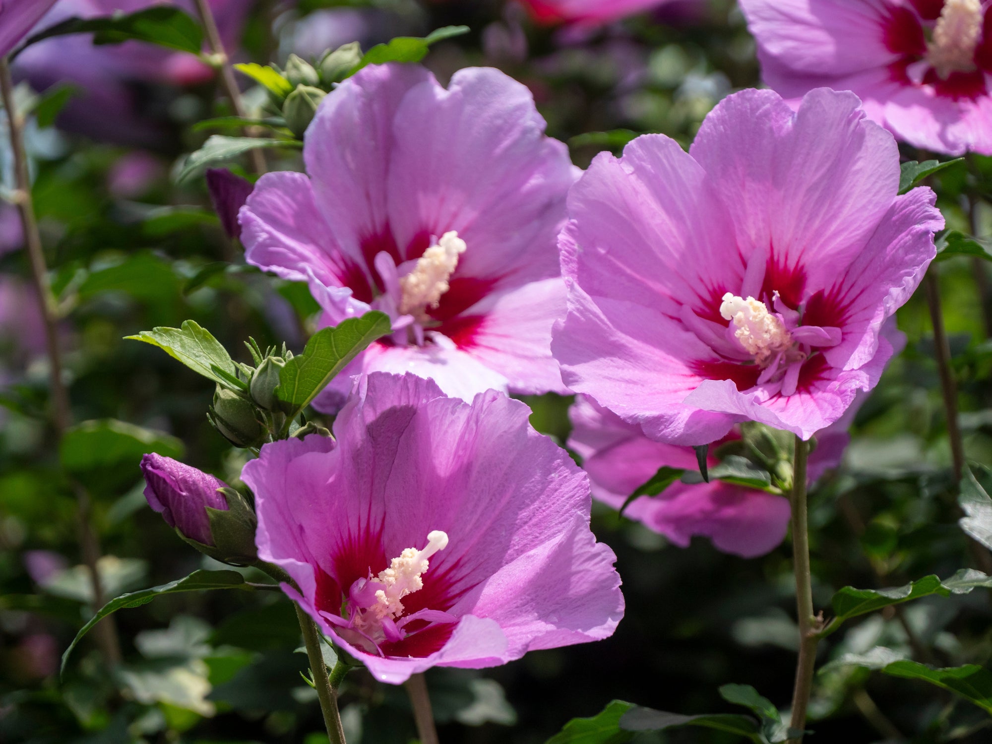 Summer Flowering Shrubs